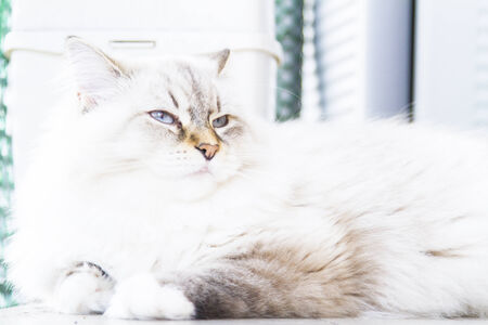 female kitten of siberian breed, neva masquerade versionの写真素材