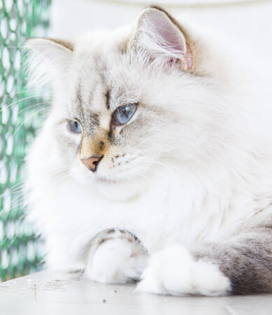 female kitten of siberian breed, neva masquerade versionの写真素材