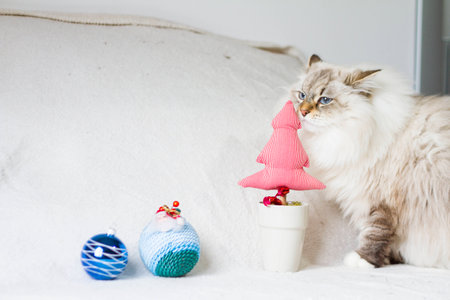 white cat of siberian breed,neva masquerade version, in Christmas timeの写真素材