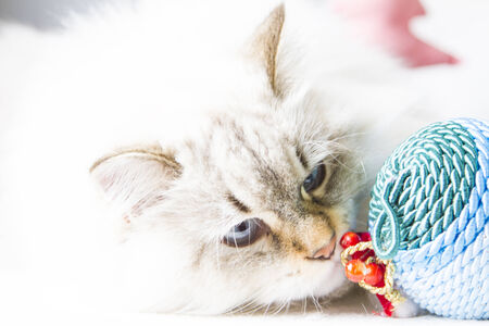 white cat of siberian breed,neva masquerade version, in Christmas timeの写真素材