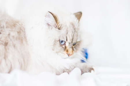 neva masquerade version of siberian cat in winter timeの写真素材