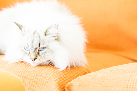 candid cat, siberian breedの写真素材
