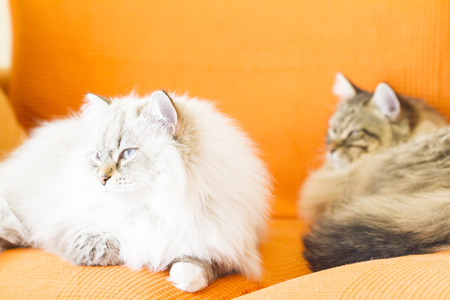 candid cat, siberian breed