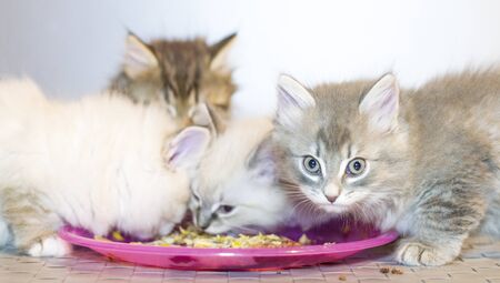 litter of kitten, siberian breedの写真素材