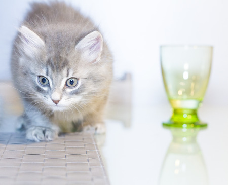 little cat of siberian breed, puppyの写真素材