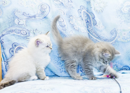 puppies of siberian cat at two monthsの写真素材