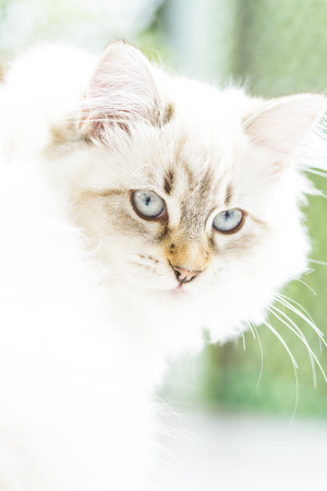 beautiful long haired cat of siberian breed, white neva masqueradeの写真素材