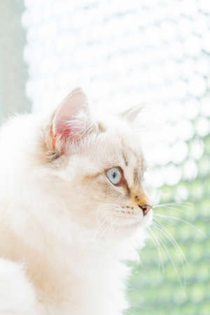 beautiful long haired cat of siberian breed, white neva masqueradeの写真素材