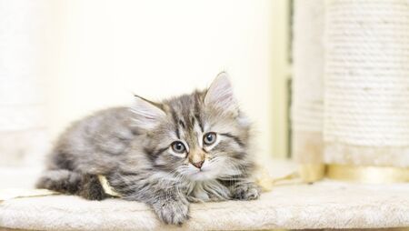 brown version of siberian kittyの写真素材