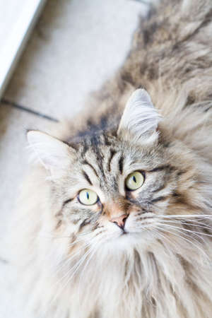 foreground of siberian cat, brown versionの写真素材
