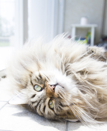 beautiful male cat of siberian breedの写真素材