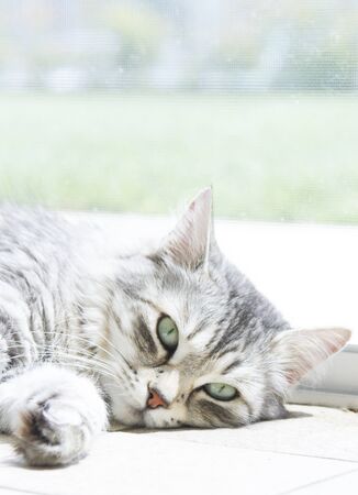 Beautiful female of siberian cat, silver versionの写真素材