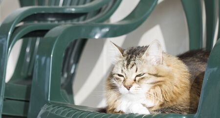 Female domestic cat on the garden chairの写真素材