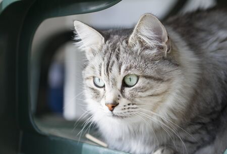 Grey siberian cat female outdoorの写真素材