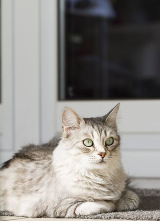 silver siberian catの写真素材