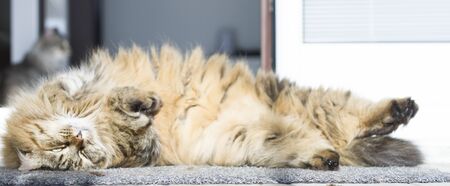 female brown cat of siberian breed outdoorの写真素材