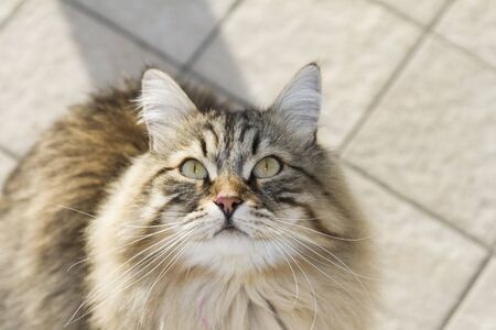 long haired cat of siberian breedの写真素材
