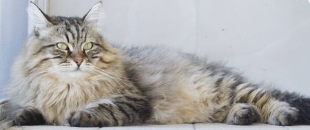 beautiful brown cat lying on the floorの写真素材