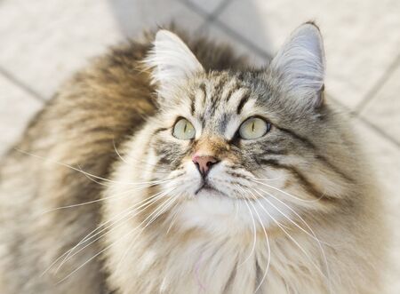 long haired cat of siberian breed