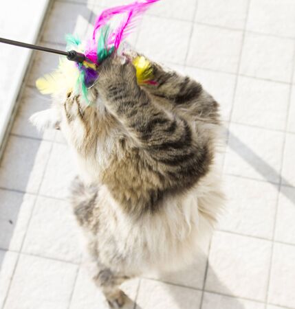 cat playing with a feather, brown siberian breedの写真素材