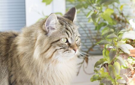 long haired cat of siberian breed, brown versionの写真素材
