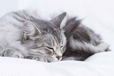 beuatiful silver feline on the sofa, siberian breedの写真素材