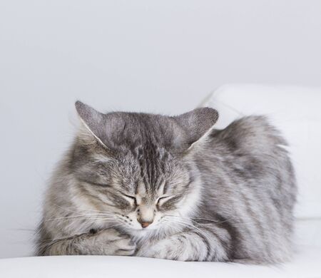 female kitten of siberian breed in the house, relax on the sofaの写真素材
