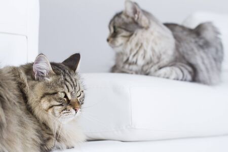 brown and silver kitten lying in the house, siberian catの写真素材