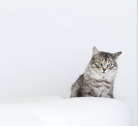 female kitten of siberian breed in the house, relax on the sofaの写真素材