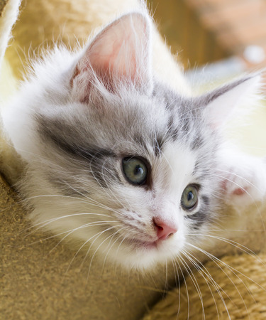 silver kitten of siberian breed in the houseの写真素材