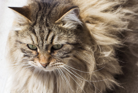 Brown tabby mackerel male cat of siberian breedの写真素材