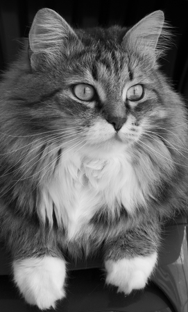 Brown tabby and white female cat of siberian breedの写真素材