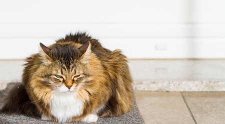 Adorable siberian cat of livestock in relax in a garden, long haired brown whiteの写真素材