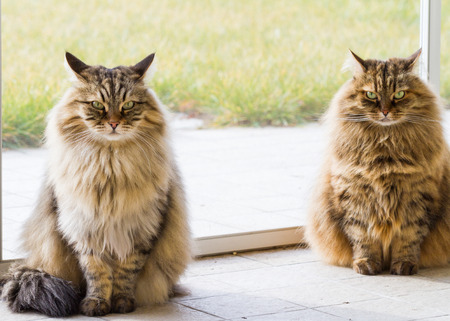 Pretty two siberian cats of livestock in relax in a garden, long hairedの写真素材