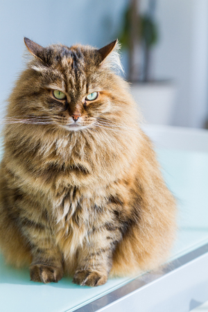 Adorable siberian cat of livestock in relax in a garden, haired femaleの写真素材