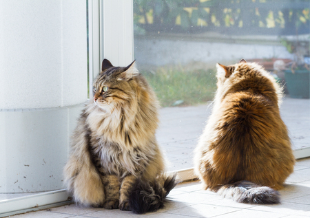Tabby pets of livestock with long hair, siberian purebred cat