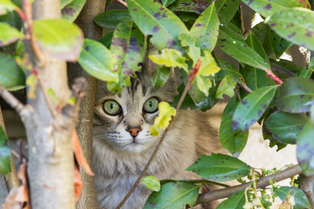 Beauty grey kitten outdoor, siberian purebred cat in relax in a gardenの写真素材