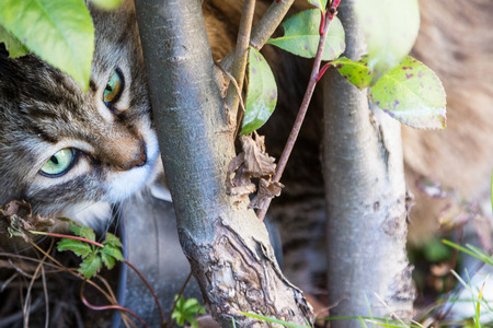 Beautiful furry kitten outdoor, siberian purebred cat in relax in a garden under a plantの写真素材