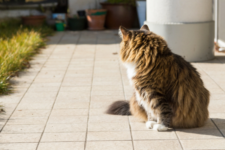 Beauty fur kitten outdoor, siberian purebred cat in relax in a gardenの写真素材