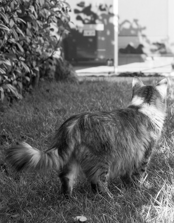 Long haired cat of siberian breed in relax outdoorの写真素材