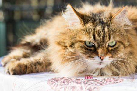 Adorable long haired cat of siberian breed in relax. Hypoallergenic pet of livestockの写真素材