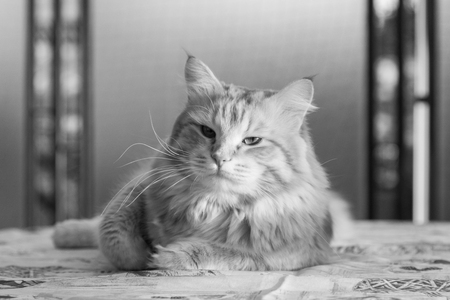 Adorable long haired cat of siberian breed in relax. Hypoallergenic pet of livestockの写真素材