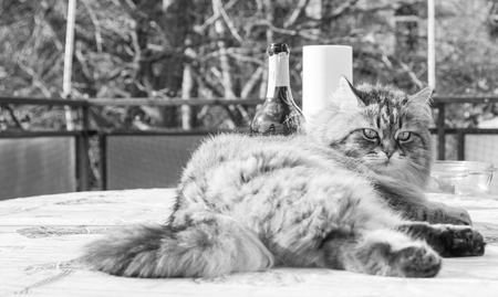 Adorable long haired cat of siberian breed in relax. Hypoallergenic pet of livestockの写真素材