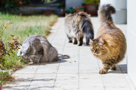 Adorable siberian cat with long hair outdoor in a sunny dayの写真素材