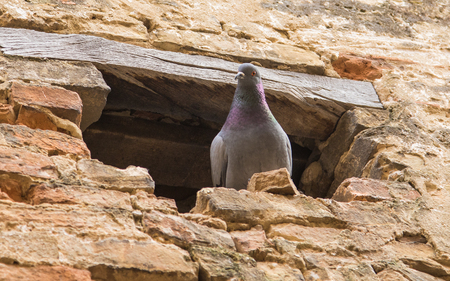 Pigeon into a nest of the wallの写真素材