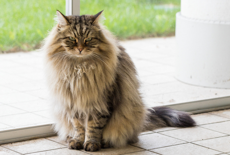 Long haired cat of siberian breed outdoor in relaxの写真素材