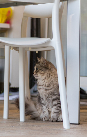 Cute long haired cat of siberian breed, furry hypoallergenic pet of livestock in relax outdoor. Adorable domestic animalの写真素材