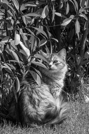 Siberian cat of livestock outdoor in a garden. Long haired hypoallergenic pet, purebred kittenの写真素材