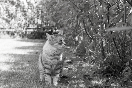 Siberian cat of livestock outdoor in a garden. Long haired hypoallergenic pet, purebred kittenの写真素材