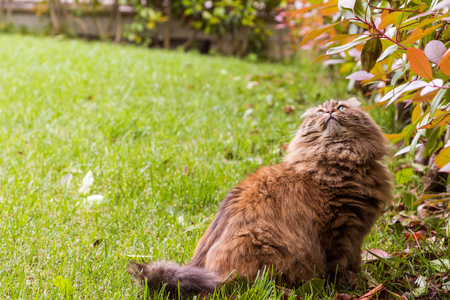 Adorable fluffy cat of livestock, siberian breed. Hypoallergenic animal looking the plantの写真素材